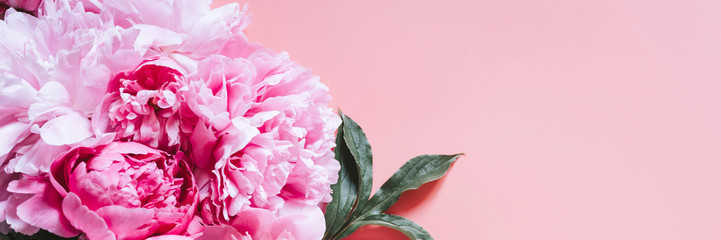 peonies bouquet flowers in full bloom vibrant pink color isolated on pale pink background. flat lay, top view, space for text. banner