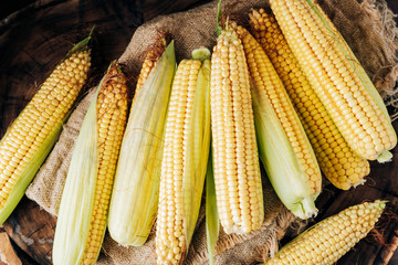 Fresh corn on the cob on a brown natural wood background close up