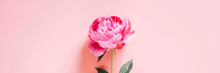 one peony flower in full bloom vibrant pink color isolated on pale pink background. flat lay, top view, space for text. banner