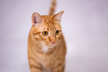 Ginger cat or orange over white cloth background.