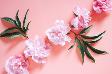 several peony flowers in full bloom pastel pink color and leaves isolated on pale pink background. flat lay, top view