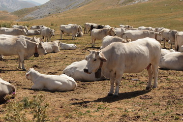 Mucche al pascolo