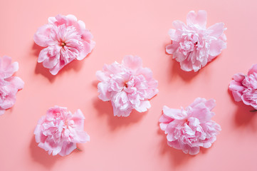 Naklejka na ściany i meble repeating pattern of several peony flowers in full bloom pastel pink color isolated on pale pink background. flat lay, top view