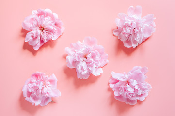 repeating pattern of several peony flowers in full bloom pastel pink color isolated on pale pink background. flat lay, top view