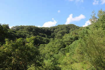 Fototapeta premium forest in the mountains