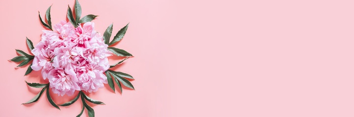 several peony flowers in full bloom pastel pink color and leaves isolated on pale pink background. flat lay, top view, space for text. banner
