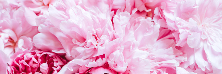 Fototapeta na wymiar peony flowers in full bloom pastel and vibrant pink color as background and live wall. banner