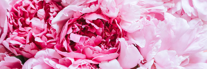 peony flowers in full bloom pastel and vibrant pink color as background and live wall. banner