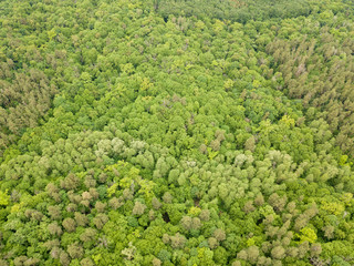 Fototapeta na wymiar Green tops of mixed forest trees in late spring. Sunny clear day. Aerial drone top view.