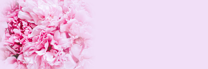 peony flowers in full bloom pastel and vibrant pink color as background and live wall. space for text. banner