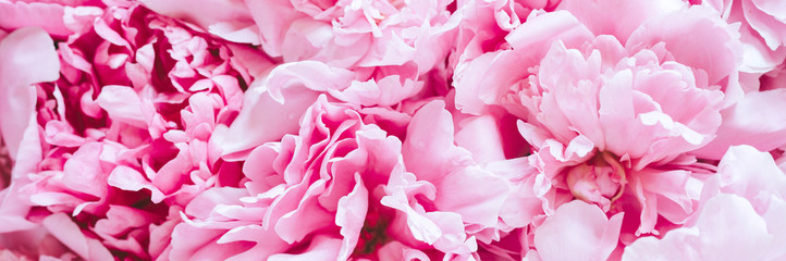 peony flowers in full bloom pastel and vibrant pink color as background and live wall. banner