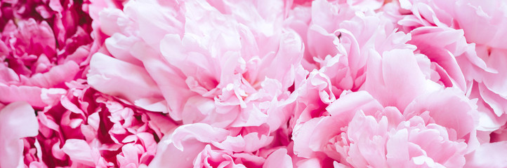 Obraz na płótnie Canvas peony flowers in full bloom pastel and vibrant pink color as background and live wall. banner