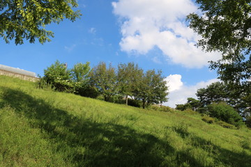 landscape with trees