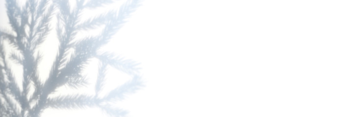 shadow from a christmas tree branch on a white gray background of a wall or table. space for text. banner