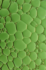 Current collection of brilliant backgrounds for your design. Close-up shot of flattened oil drops on water surface in green color.