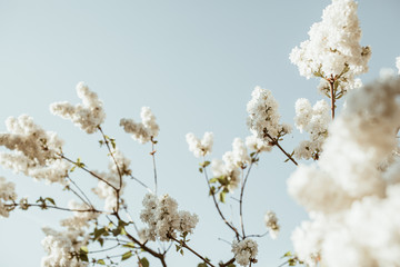 Blooming white lilac flowers bush. Natural summer floral composition