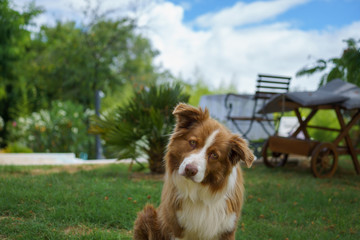 Aussie Portrait