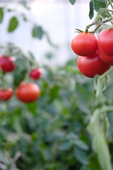 Ripe tomatoes growing on  branch in  greenhouse ready to harvest, natural product concept