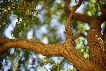 Willow curly tree with green leaves. Summer day with warm light and art bokeh