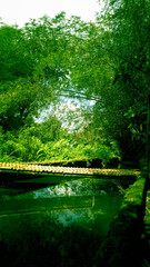 forest in the morning
