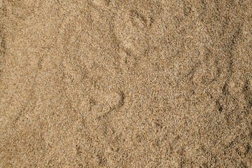 dry raw paddy rice crops in sunlight