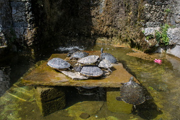 Fototapeta na wymiar Turtles rest and bask in the sun near the water in the park. Summer holidays in Italy. A walk in the park. Picturesque views.