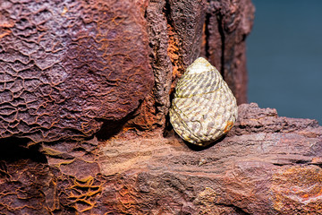 Detailed closeup macro photo of rust on the HMQS Gayundah shipwreck at Woody Point, Queensland