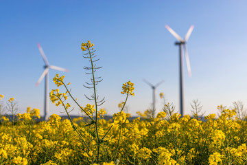 Windrad mit Raps im Vordergrund