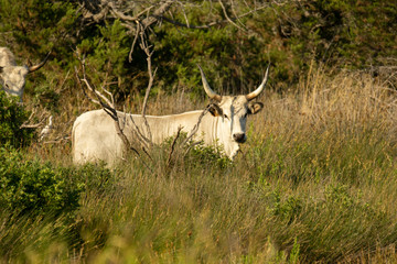 Italy Tuscany Grosseto, natural park of the Maremma nature reserve Alberese Uccellina wild animals in the wild
