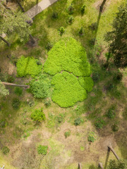 Obraz premium Aerial drone view. Trees in the park.