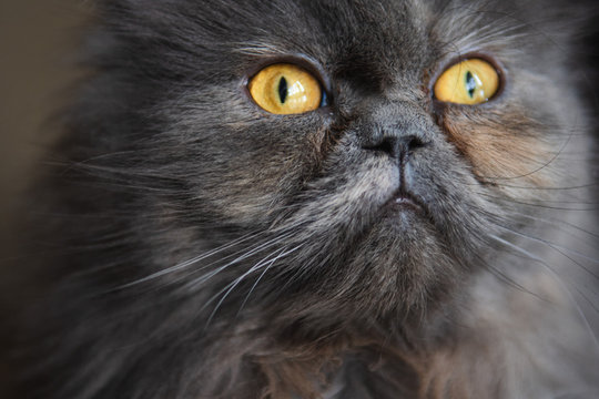 Gato Persa de ojos de amarillos y pelo gris