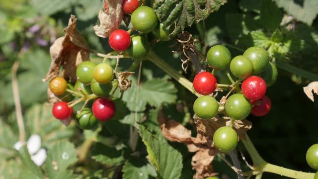 Shrub of black bindweed Dioscorea communis close-up 4K footage