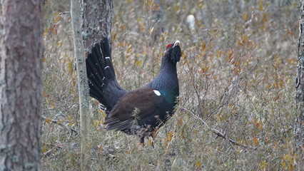 Western capercaillie (Tetrao urogallus), also known as the wood grouse, heather cock, or just capercaillie in pine forest, North of Belarus
