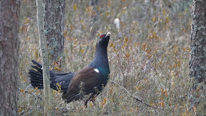 Obraz premium Western capercaillie (Tetrao urogallus), also known as the wood grouse, heather cock, or just capercaillie in pine forest, North of Belarus