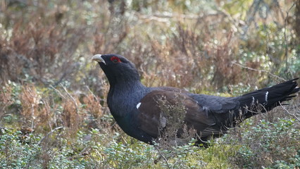 Western capercaillie (Tetrao urogallus), also known as the wood grouse, heather cock, or just capercaillie in pine forest, North of Belarus