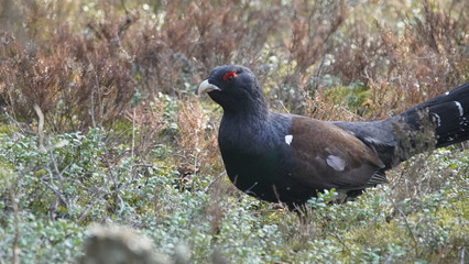 Western capercaillie (Tetrao urogallus), also known as the wood grouse, heather cock, or just capercaillie in pine forest, North of Belarus