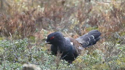 Western capercaillie (Tetrao urogallus), also known as the wood grouse, heather cock, or just capercaillie in pine forest, North of Belarus
