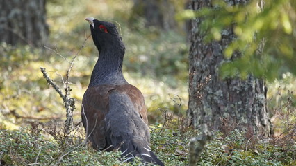 Western capercaillie (Tetrao urogallus), also known as the wood grouse, heather cock, or just capercaillie in pine forest, North of Belarus