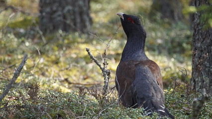 Western capercaillie (Tetrao urogallus), also known as the wood grouse, heather cock, or just capercaillie in pine forest, North of Belarus