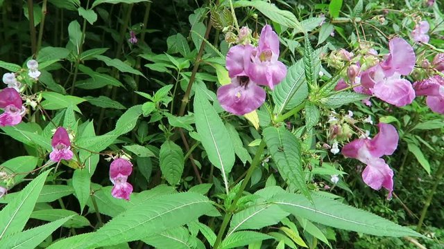 Bumblebee on Himalayan balsam (Impatiens glandulifera) in blossom