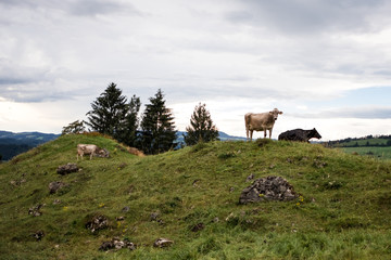 Obraz premium Eine Kuh im Allgäu