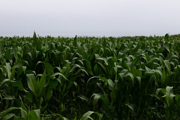 Campo 