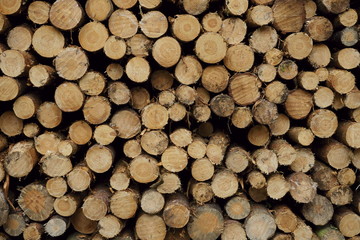 Stack of wood in Szczawinski Forest.