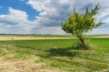 Fototapeta na wymiar Beautiful summer landscape with apricot tree and fields view