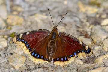 Fototapeta na wymiar Camberwell beauty butterfly