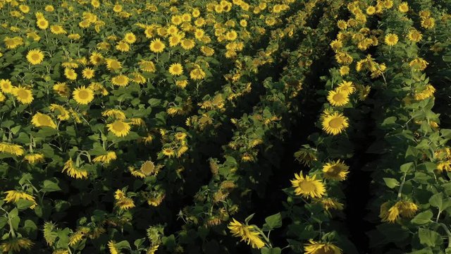 Early morning scene wirh lor of sunflower Helianthus annuus flowers 4K drone footage