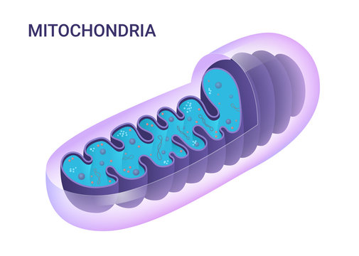 Vector diagram of Mitochondria. Cross-section view. Medical infographics.	
