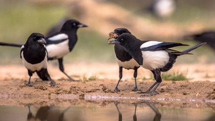 Eurasian Magpie group
