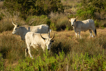 Italy Tuscany Grosseto, natural park of the Maremma nature reserve Alberese Uccellina wild animals in the wild