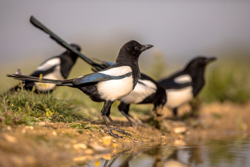 Eurasian Magpie group